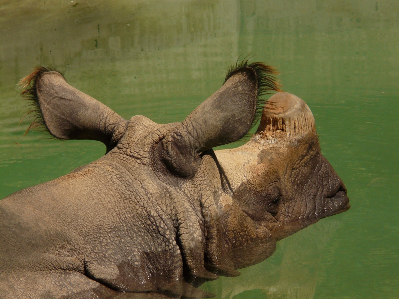 indian-rhinoceros-77067_1920