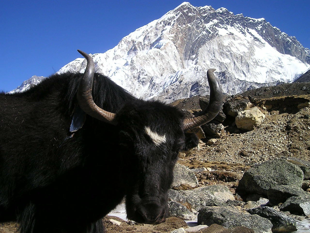 Los Animales Mas Carismaticos Del Nepal