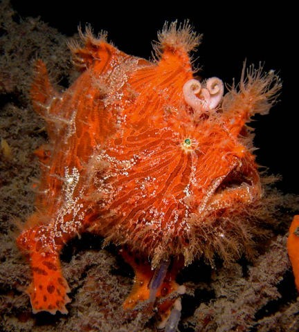 El Pez Sapo peludo (antennarius striatus).