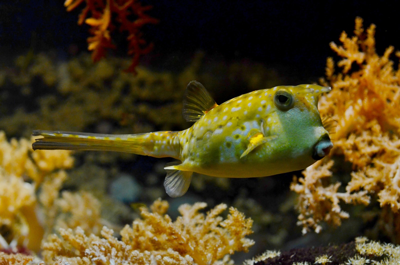 blowfish-609381_1920