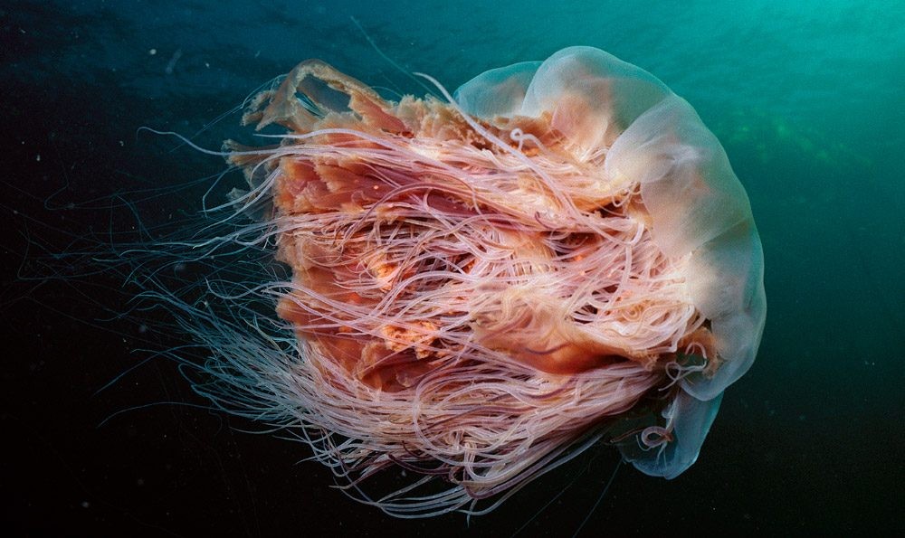 medusa-melena-de-leon-artica