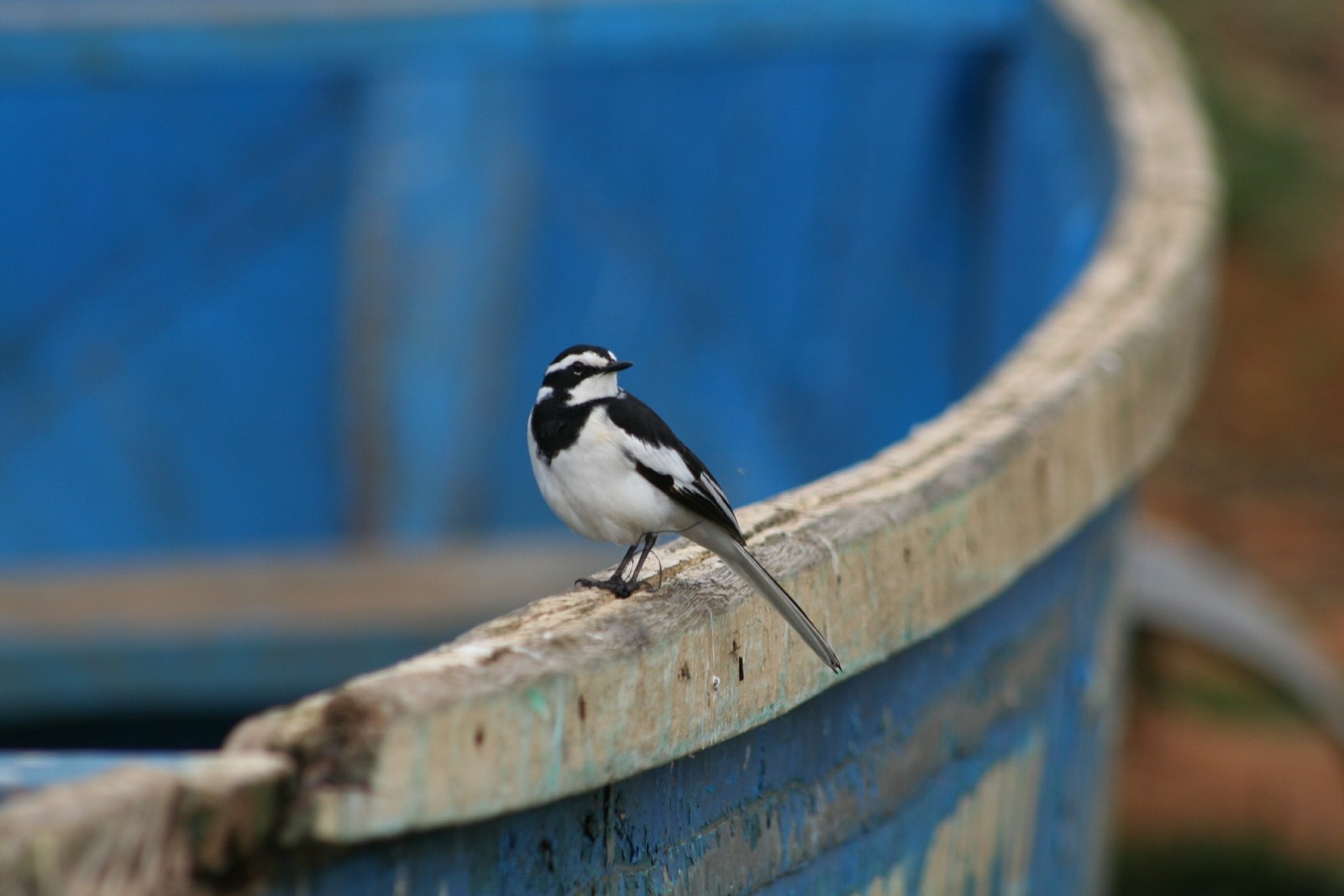 african-pied-wagtail-547374_1920