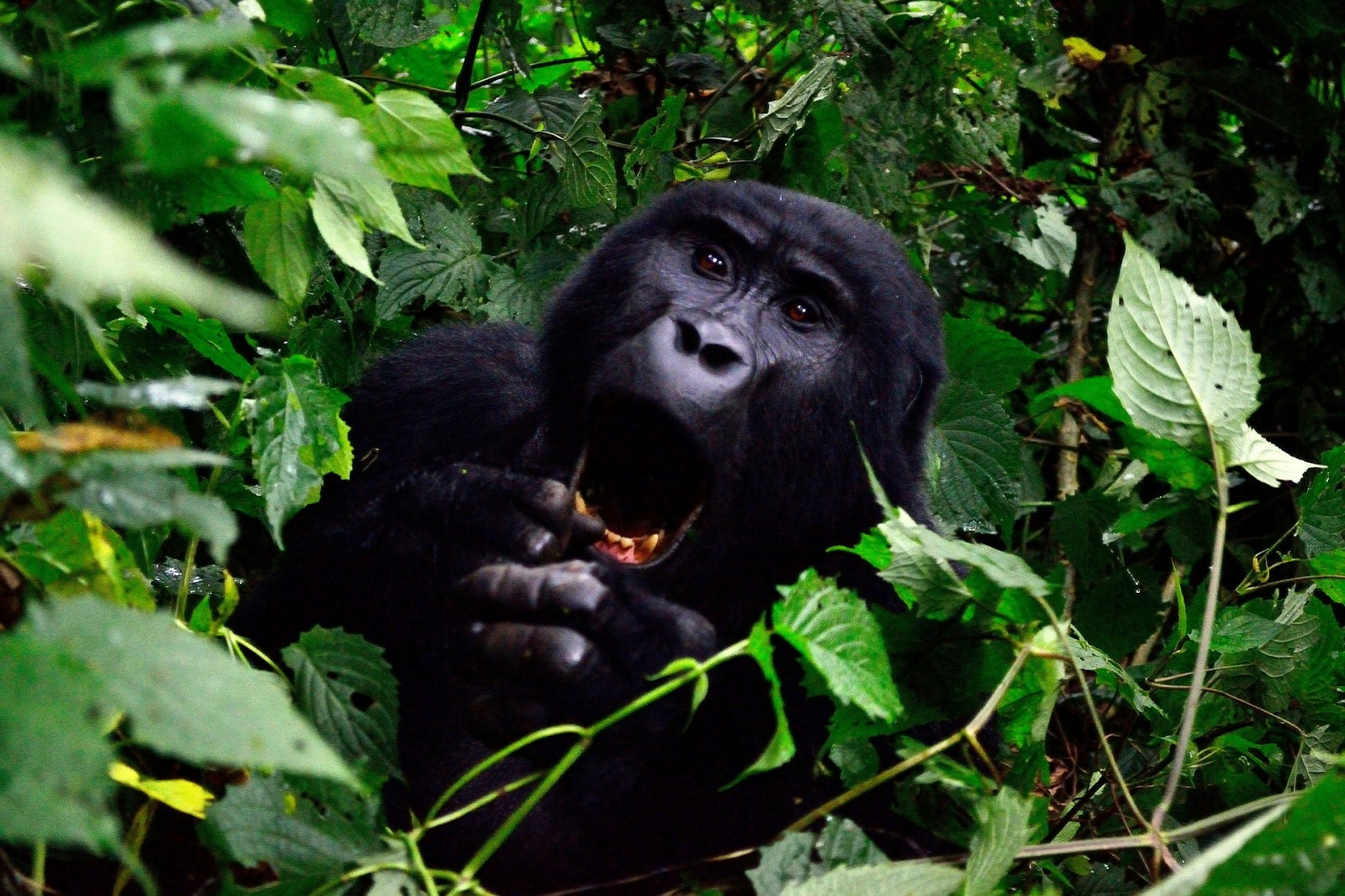gorilla-355178_1920