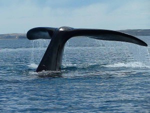 tail_of_a_whale_near_valdes_peninsula