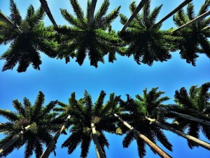 heads-of-royal-palms-1225882_960_720