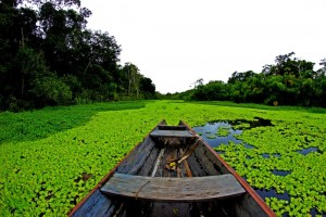 amazonas