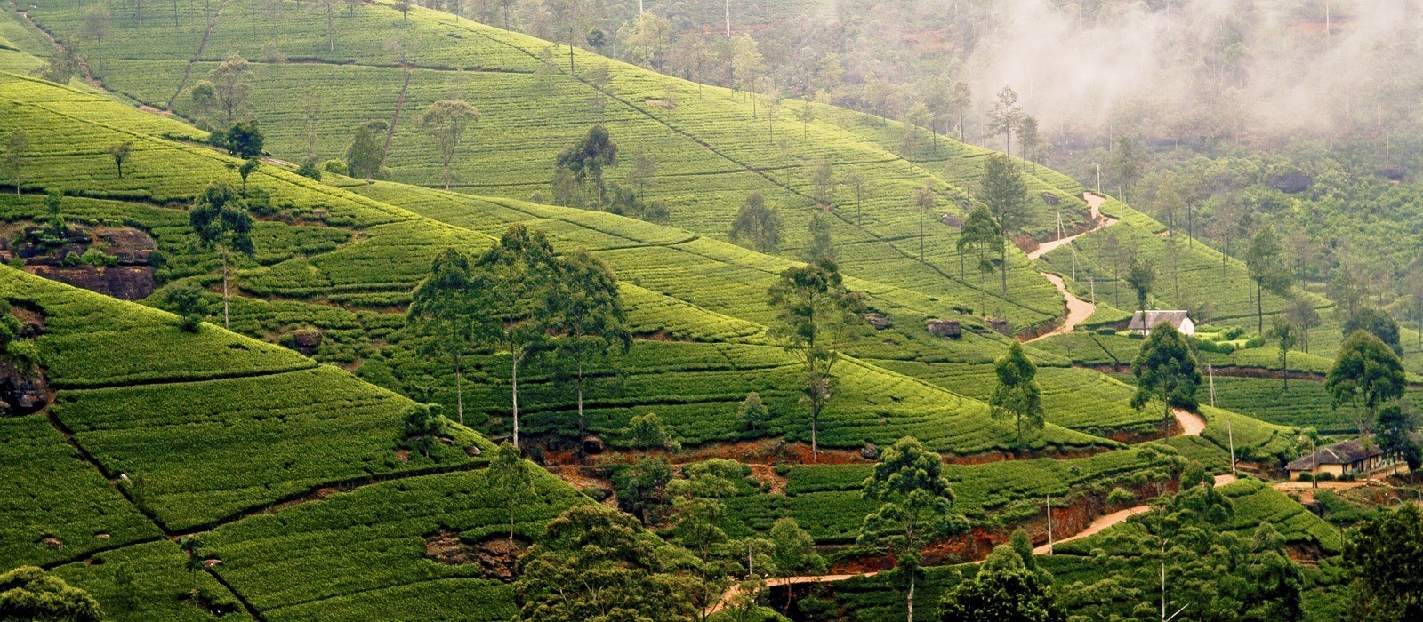 nuwara-eliya
