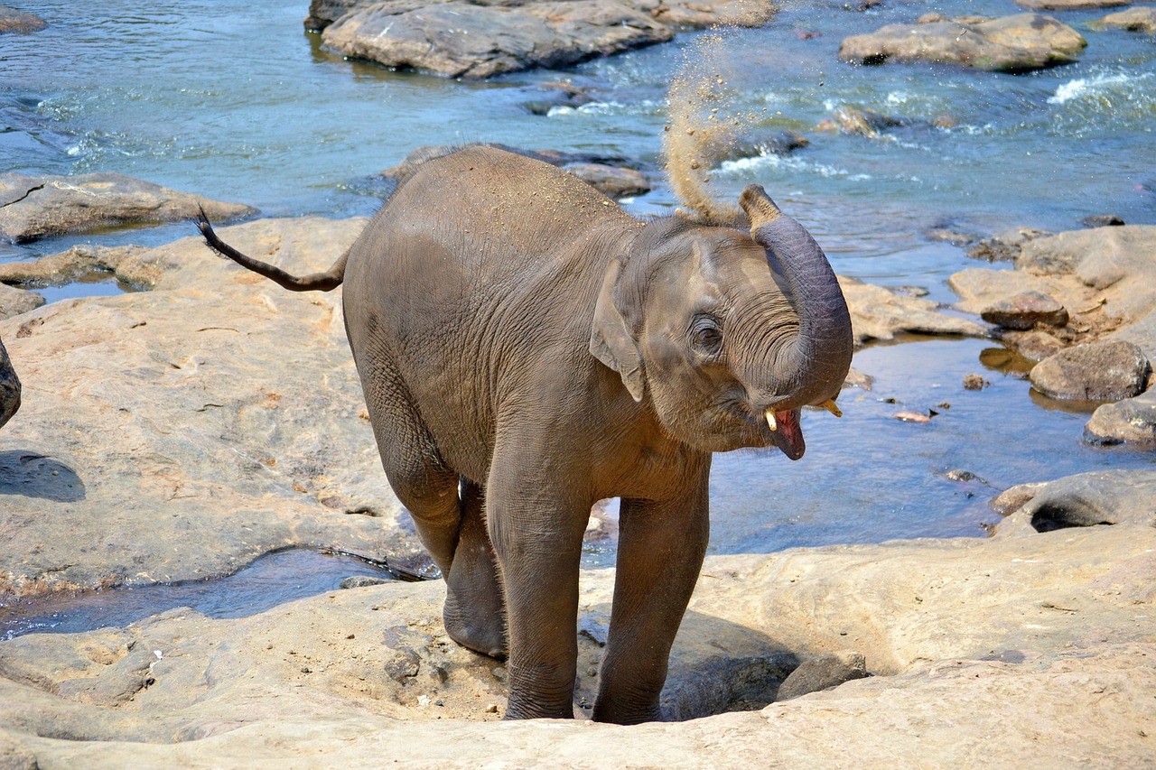 pinnawala
