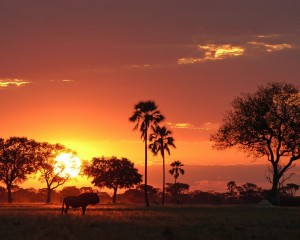 hwange