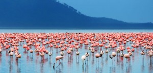 lakenakuru