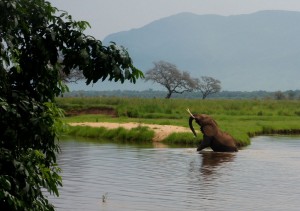 mana-pools