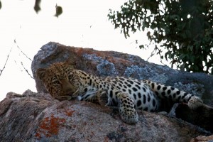 matobo-hills-np