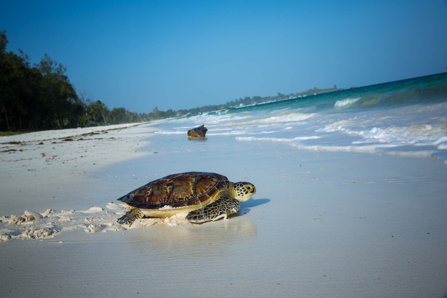 watamu