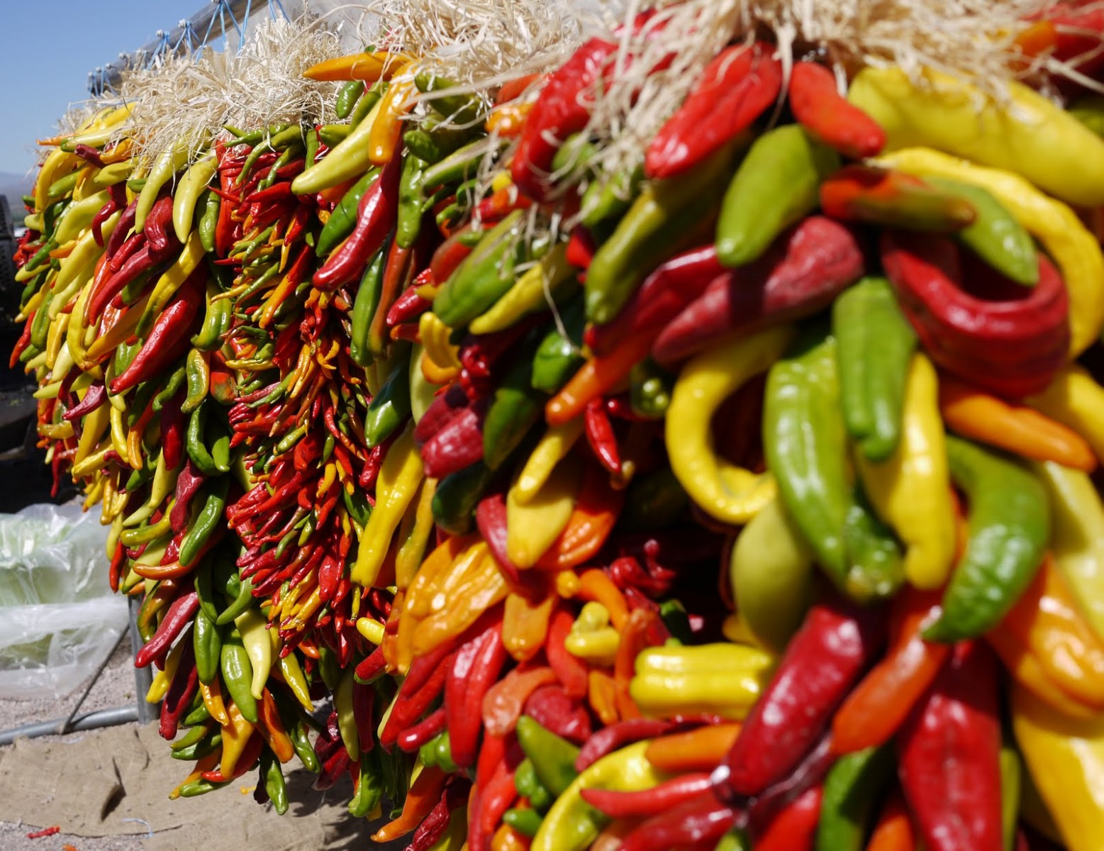 chiles2