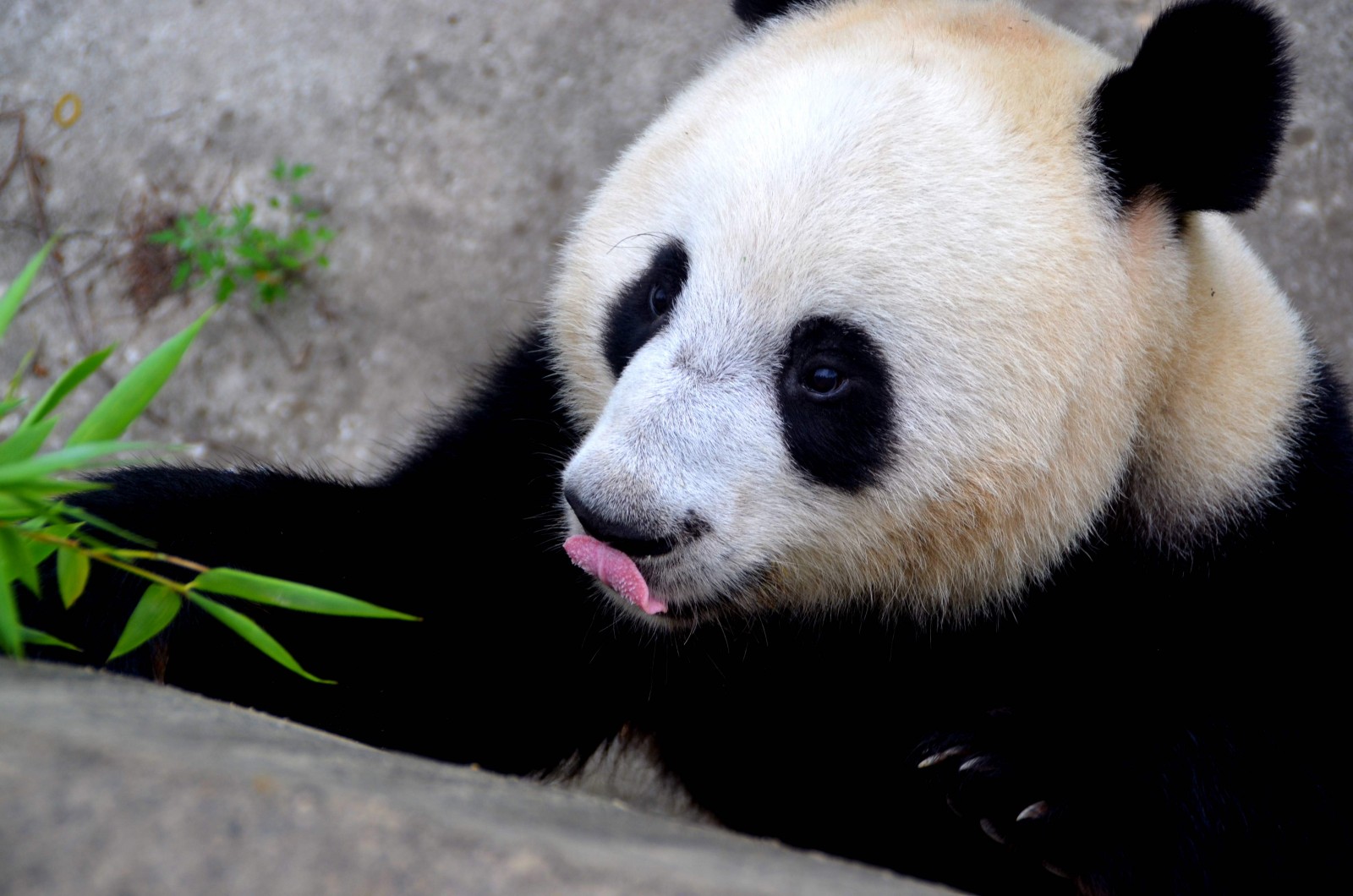 China pandas