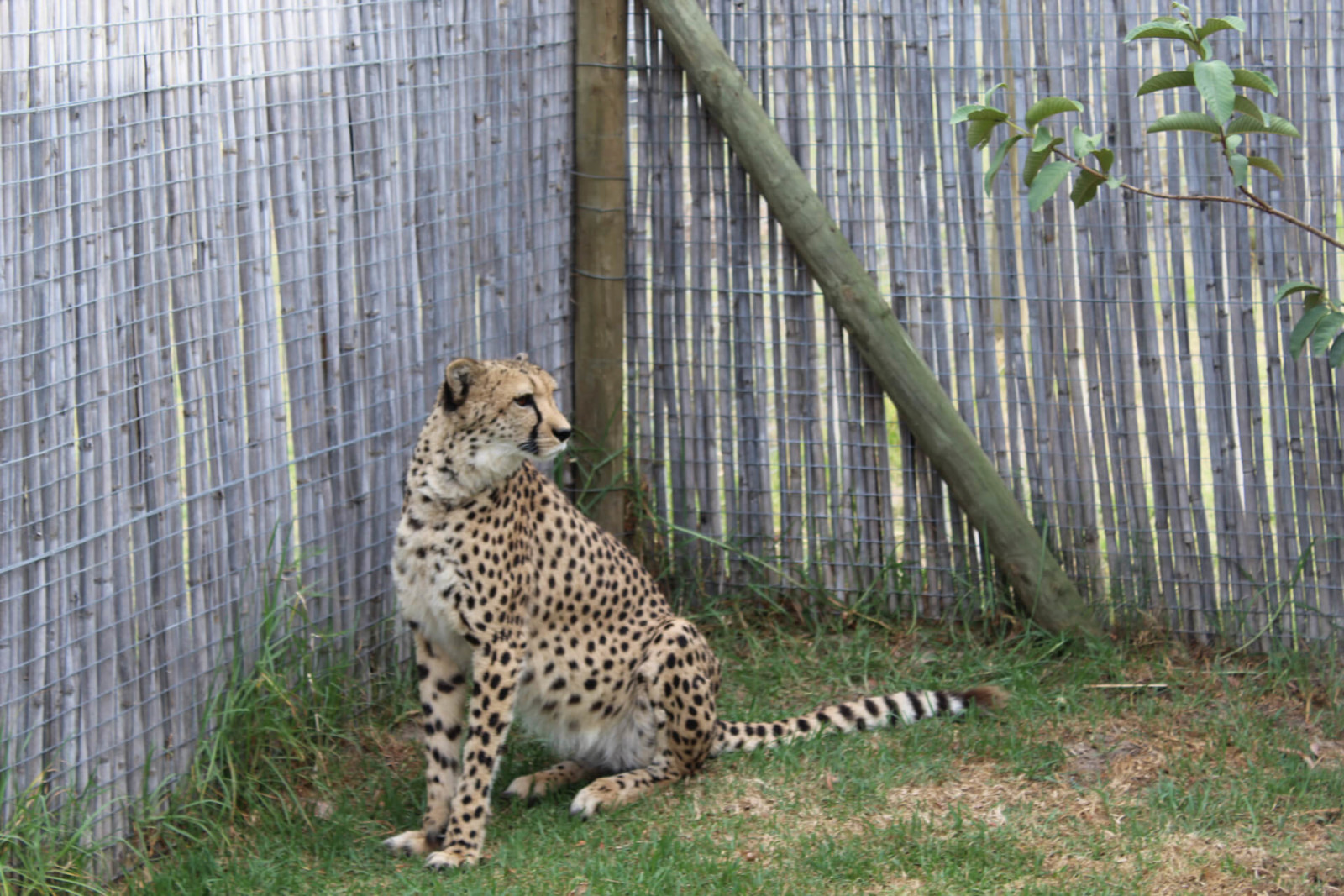 Conservación de guepardas en Sudáfrica