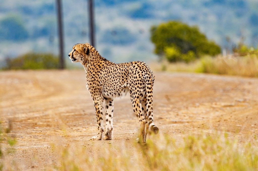 voluntariado sudafrica animales