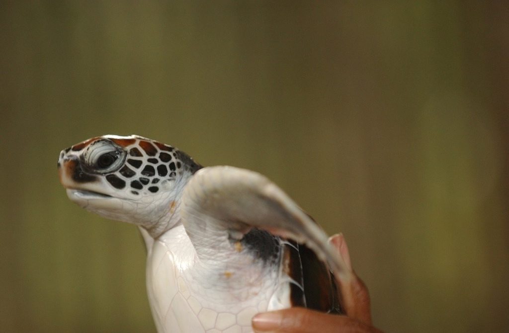 tortuga sri lanka