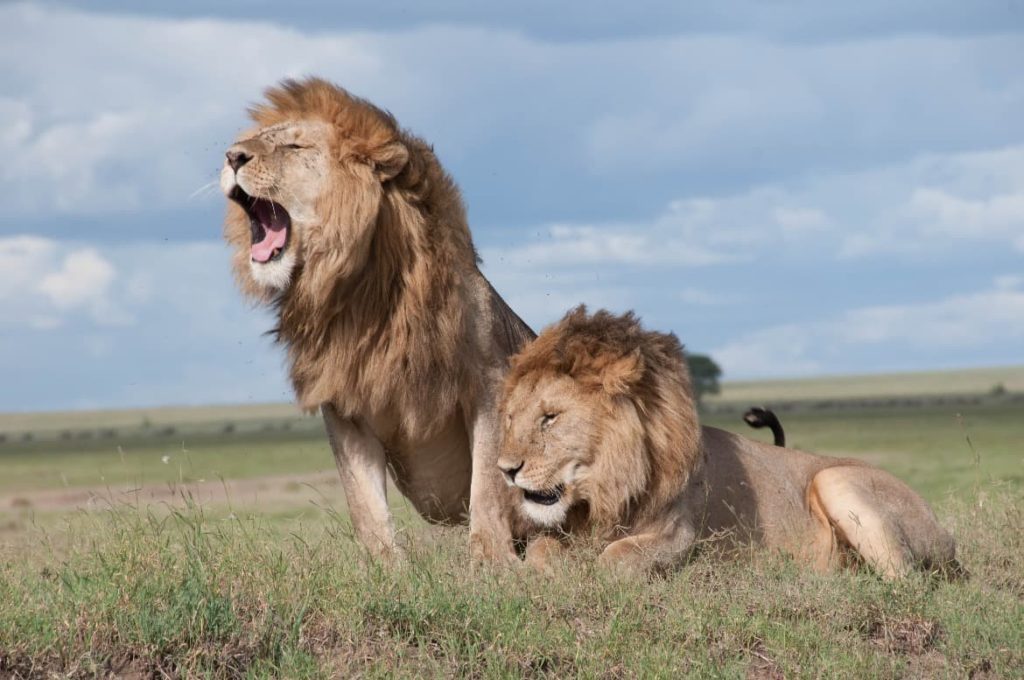 Realiza un safari durante tu voluntariado en Kenia