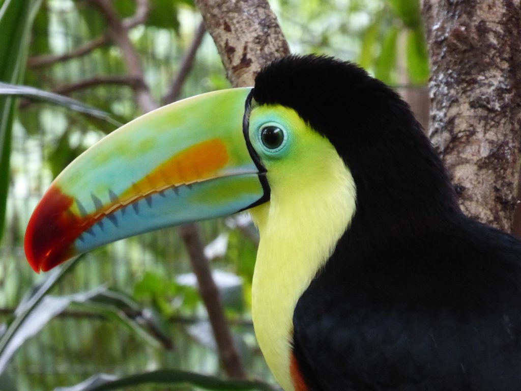 costa rica tucan