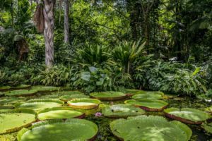 voluntariado brasil amazonia