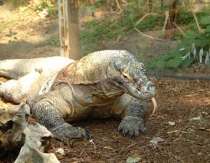 voluntariado indonesia dragon komodo
