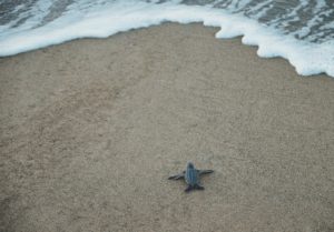 voluntariado costa rica tortuga cria