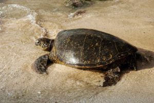 voluntariado costa rica tortuga playa