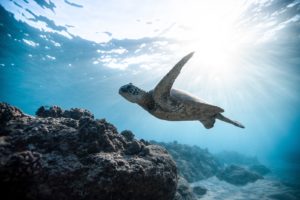 voluntariado costa rica tortuga nadando