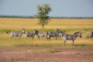 voluntariado en tanzania serengueti