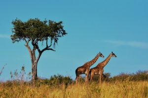 voluntariado por tanzania serengueti