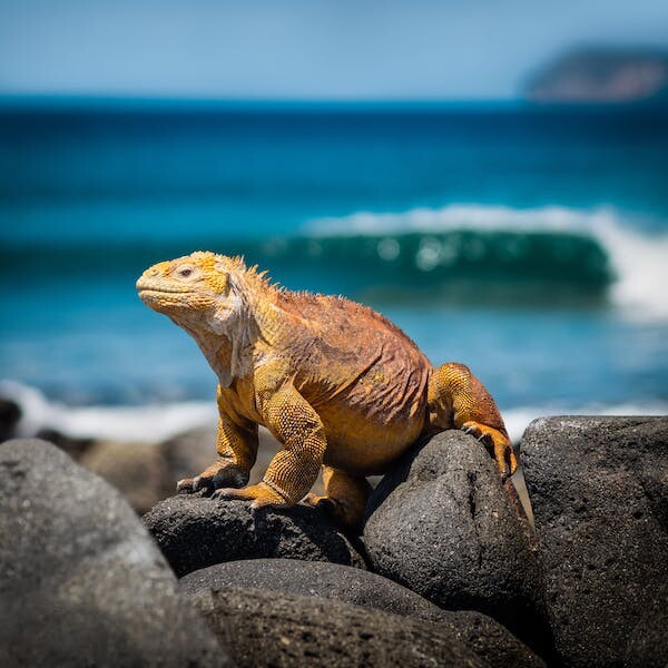 GALAPAGOS