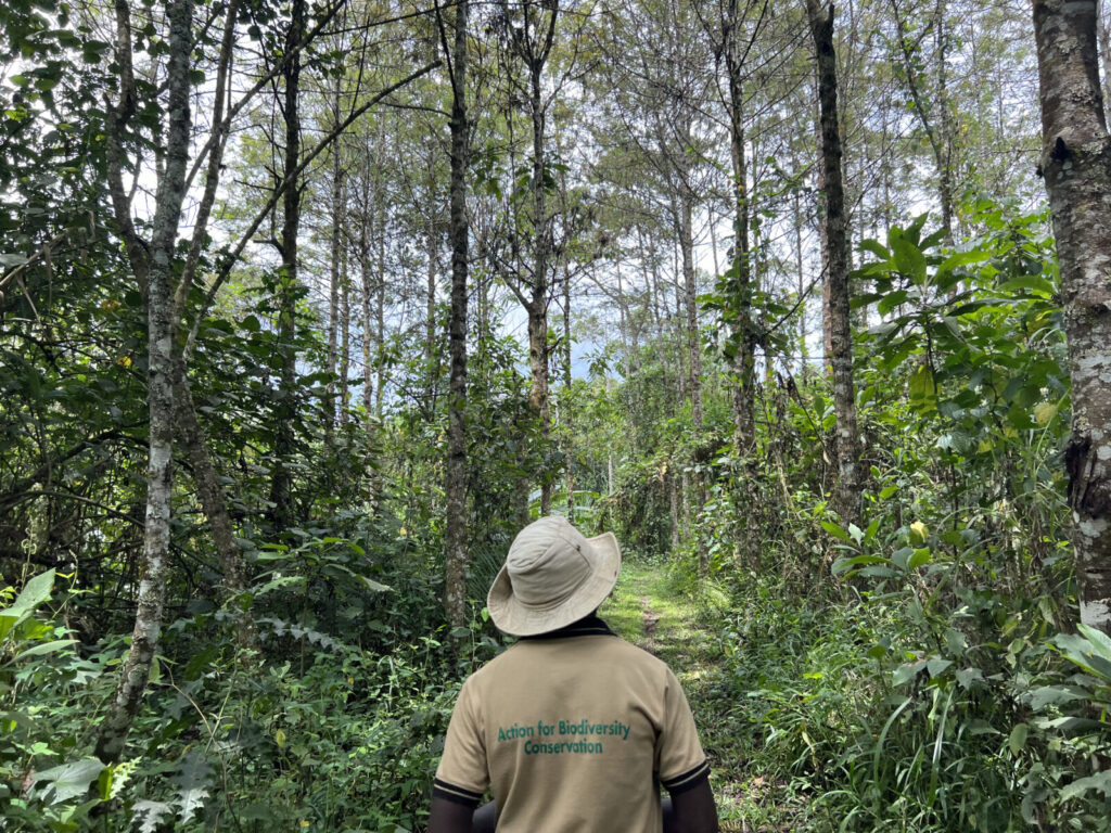 voluntariado medio ambiente