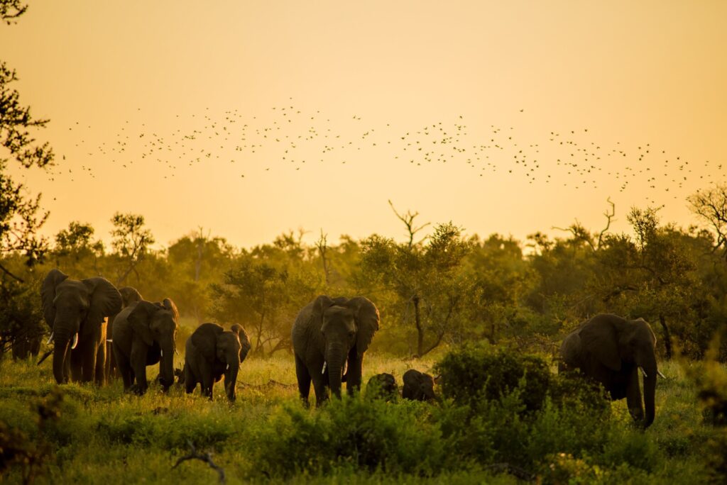 malawi